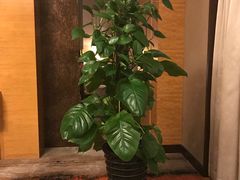 -西安赛瑞喜来登大酒店