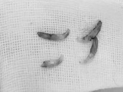 -欧奕国际动物医院