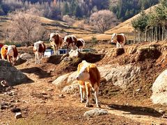 -芦芽山旅游度假区