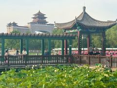 -莲花池公园