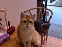 -猫咪派对(江南西店)