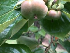 android_upload_pic-白塘生态植物园