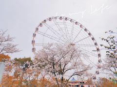 -顾村公园