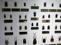 -上海昆虫博物馆