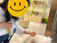 -momokira米努特·德文卷毛猫·棉花面纱犬