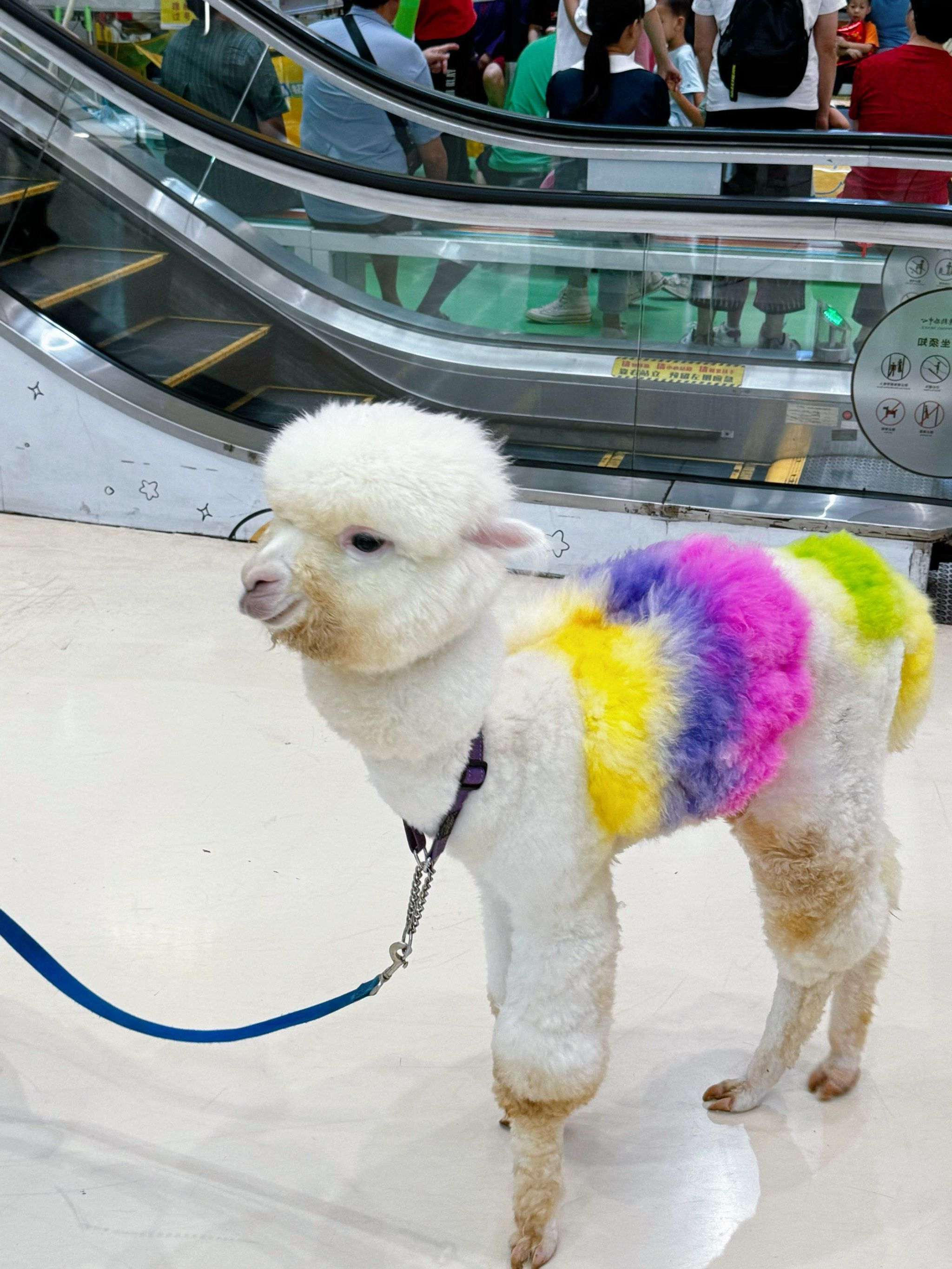 商场惊现五彩羊驼🦙太可爱啦