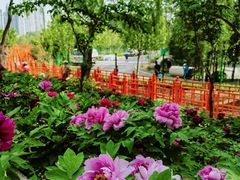 -太阳宫公园