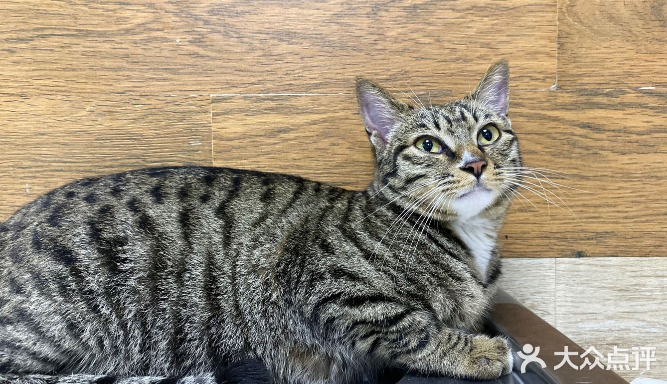 收养的流浪猫，真是越来越可爱，越看越好看