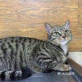 收养的流浪猫，真是越来越可爱，越看越好看