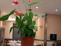大堂-羅記小厨香吧岛龙虾