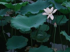 -荔湾湖公园