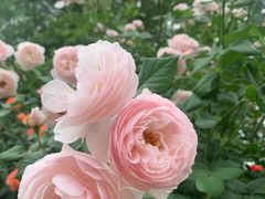 -洛阳市隋唐城遗址植物园
