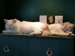 -猫儿山۰猫主题餐厅
