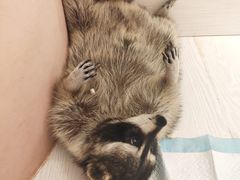 -浣熊柯尔鸭土拨鼠·电玩咖