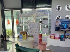 -小猫来了·猫咪专售(红山六九七九店)