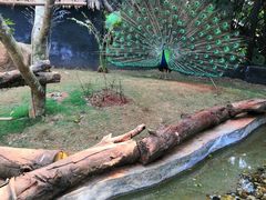 -海南热带野生动植物园