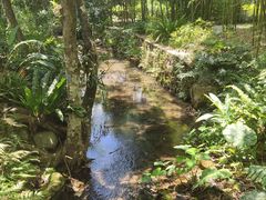 -深圳仙湖植物园