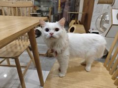 -楼上猫咖(罗湖店)