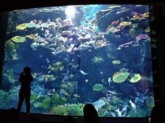-暹罗海洋世界