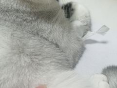 -伟伟宠物医院·瑞派猫友好医院·猫科(光谷店)