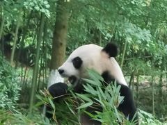 -都江堰中华大熊猫苑