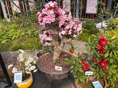 -苏州上方山国家森林公园
