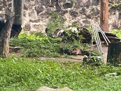 -都江堰中华大熊猫苑