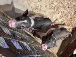 -酷嗒动物文化乐园(cutezoo西溪乐天城店)