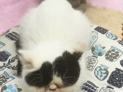 -三花喵·撸猫购宠·宠物生活馆(虹桥南丰城店)