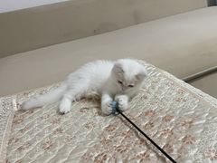 -喵zoo家庭繁育猫舍(尖东智能花园店)