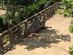 -西霞口神雕山野生动物世界