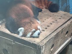-青藏高原野生动物园