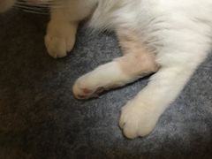-猫色咖啡·猫咖