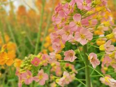 -中国天府农业博览园