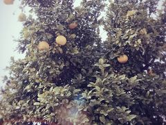-上海佘山世茂艾美酒店