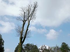 -铁山坪森林公园