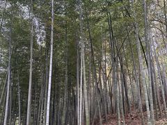 -上海佘山国家森林公园天马山园