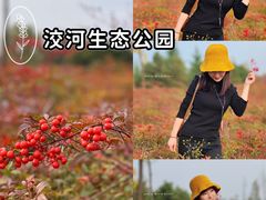 -洨河生态公园