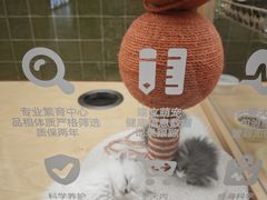 -帕帕拉兹宠物(亚洲旗舰店)