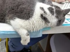 -东莞宠友24H宠物中心医院·转诊夜诊·异宠(新河北路院)