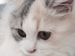 -喵的天空名猫咖啡馆·撸猫·猫舍·用品