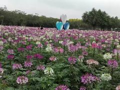 -广东花都香草世界旅游度假区