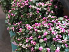 -花鸟鱼虫鲜花绿植市场(玉泉路店)
