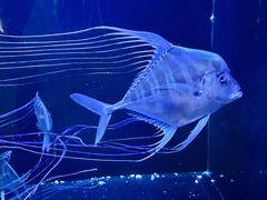 -上海海洋水族馆