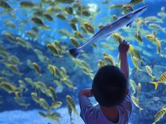 -海合安成都极地海洋公园