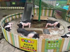 -南湖梦幻岛