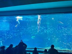 -海合安成都极地海洋公园