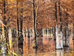 -白鹭湾湿地公园