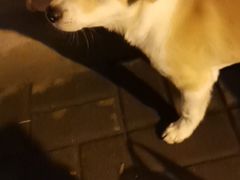 -PETKIT小佩宠物·低压洗护(国顺东路店)