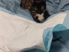 -暖阳宠物医院·犬猫康复中心·骨科